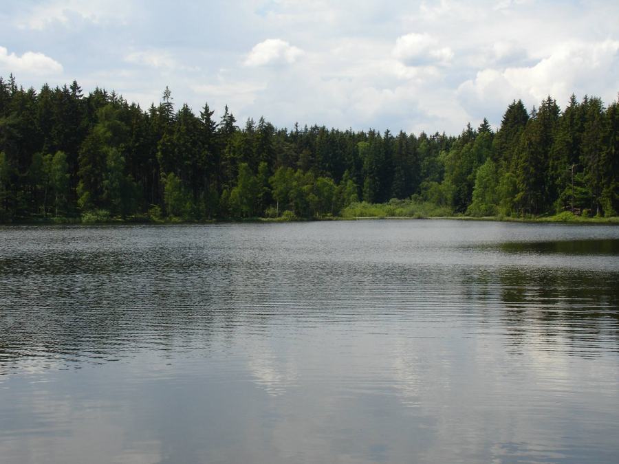 Lesní jezero s odrazem stromů