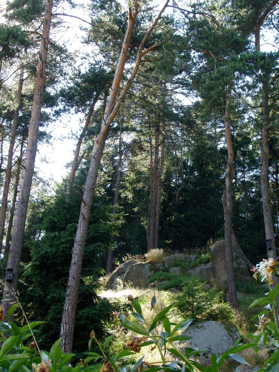 Les a balvany nad zahradou