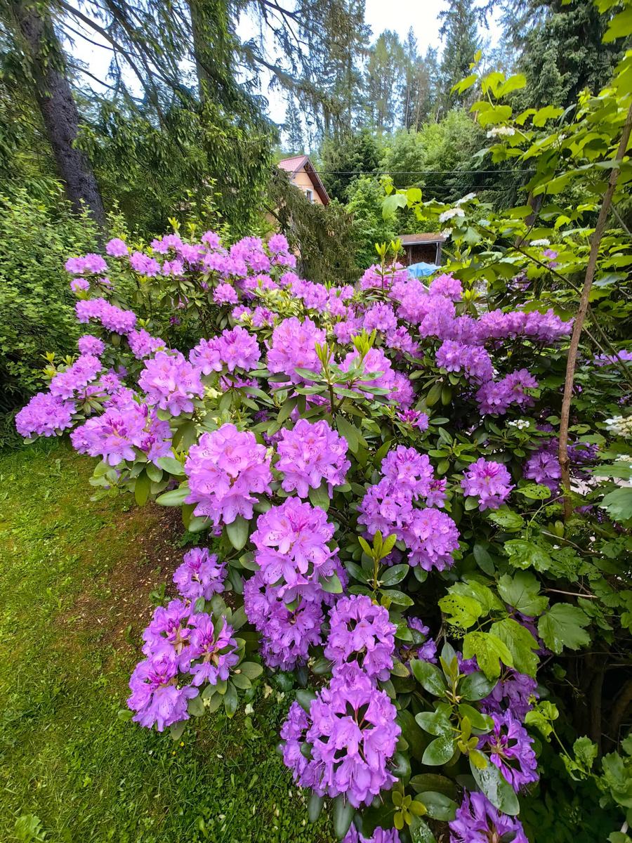 Kvetoucí rododendron v zahradě