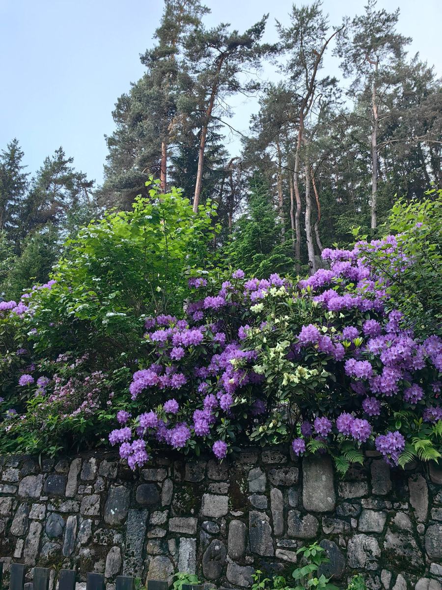 Fialové rododendrony na kamenné zídce